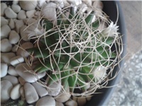 26936924-Mammillaria longimamma.jpg
